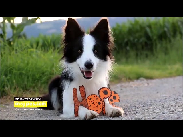 Lexy – Video natečaj 2020 – Revija Moj Pes #Lexy #MojPes