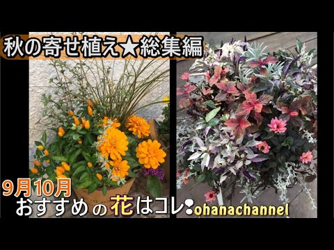 どの花を植えるべきか 秋の球根が好む 9月 10月 アリウム