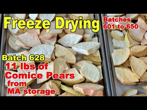 Batch 628 - Freeze Drying a Second Batch of Comice Pears from Modified Atmosphere Storage