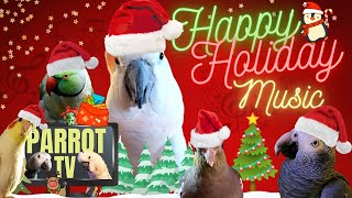 Holiday Birb Music Mix | Parrot Town TV Christmas Music Special for Your Bird Room