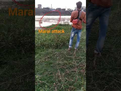 Maral Attack????/#fishing videosfly fishing uk