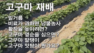고구마 재배/밑거름/비료가 과하면 넝쿨농사/고구마 보식/고구마 말랭이/고구마 맛탕