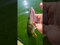 Video Thumbnail for Northern pike #shorts #fypシ #fishing