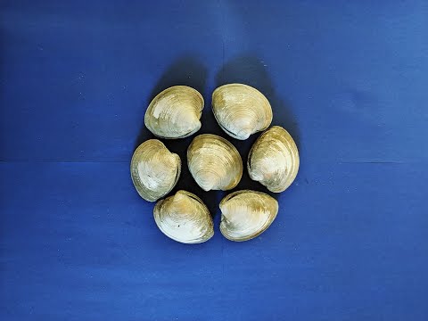 The Northern Quahog - M. mercenaria