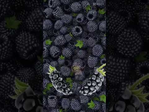 sweet Mulberry fruit#berry#sweet#teamfilger#asmr#subscribe#goodhealth#satisfying