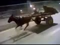 Cyberpunk Horse