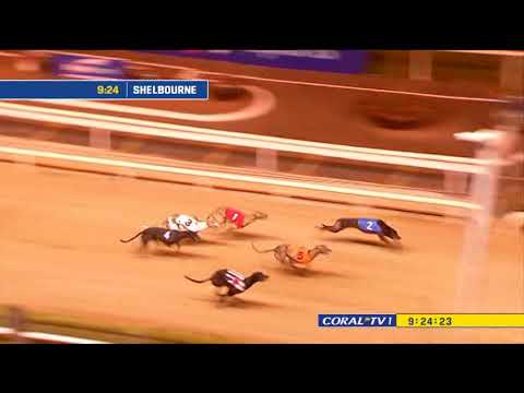 Irish Greyhound Derby 2023