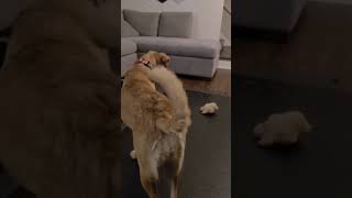 Video preview image #1 American Pit Bull Terrier-Labrador Retriever Mix Puppy For Sale in Minneapolis, MN, USA