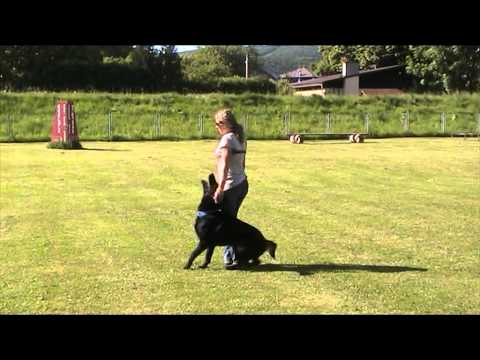 Ackey Levemar obedience 5/2014