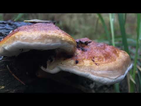 Deepmix Moscow - Izhevski - Cartoon Studio: The Price Of Milk