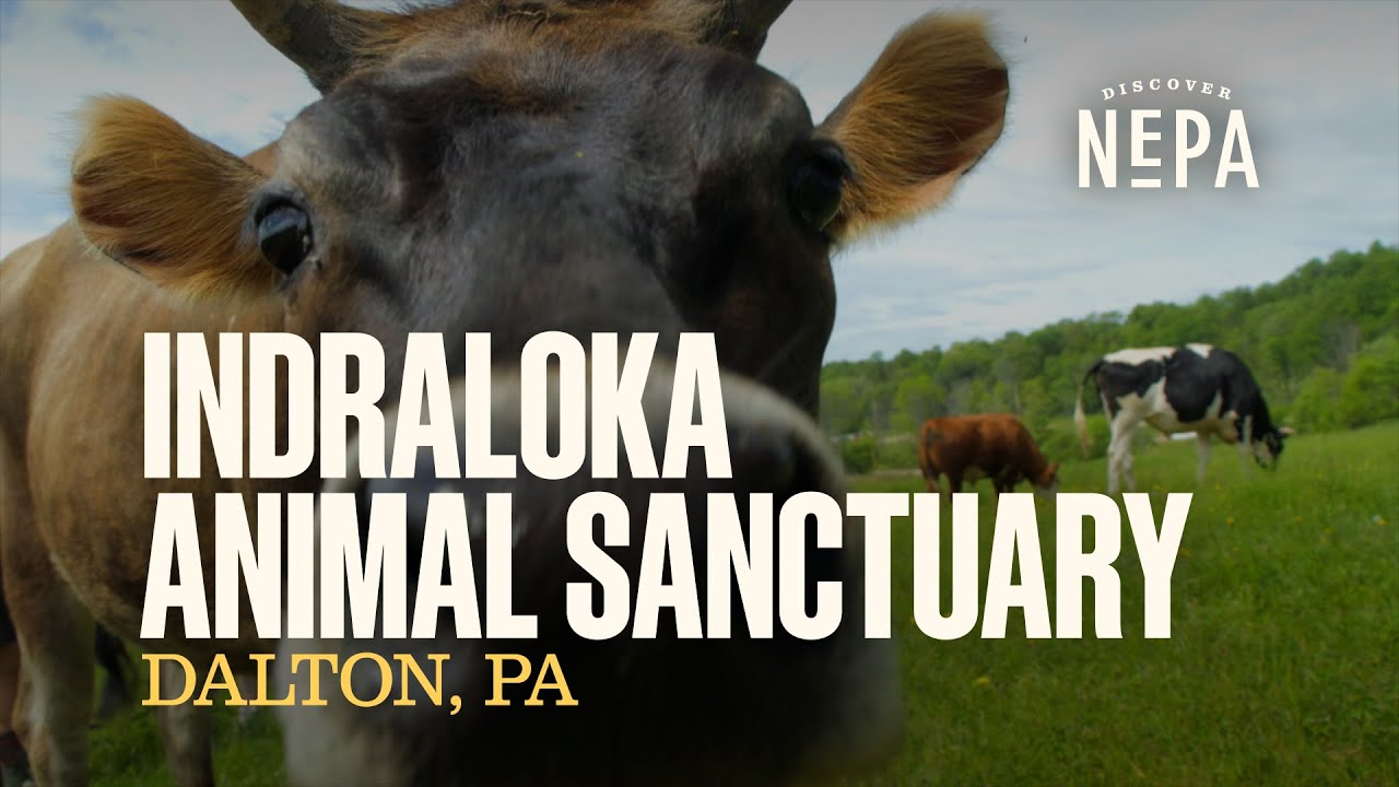Indraloka Animal Sanctuary | Dalton, PA