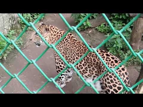 Leopard walking in cage 🐆