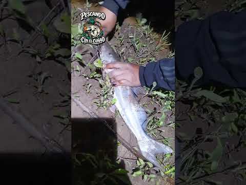 Pesca de Bagres en el RIO SAN FRANCISCO Yuto Jujuy mi cuñao dando clases con la trampa!