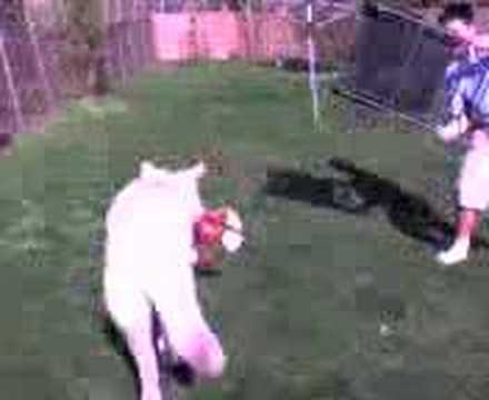 jack and his dog indio vs daddy spanky