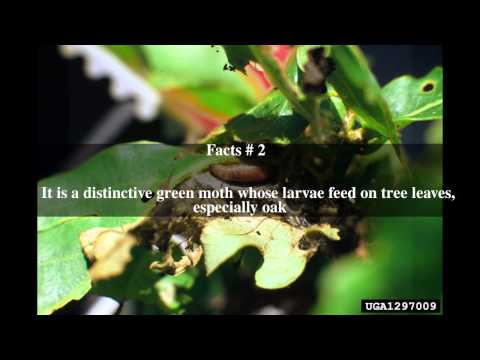 download lagu mp3 mp4 Tortrix Viridana, download mp3 Tortrix Viridana free download, download mp3 Tortrix Viridana