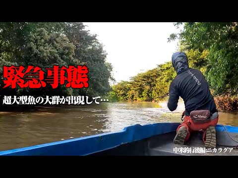 80キロ級の超巨大魚が群れで襲来！超パワーを持つ怪物魚と長時間に渡る激闘の末&hellip;。[中米釣行後編:ニカラグア 怪物との激闘]