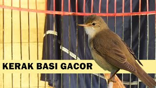 Download lagu KERAK BASI ALIS PUTIH GACOR | Suara PIKAT ampuh untuk pancingan kerbas cigrok bahan agar cepat bunyi mp3