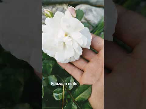 Beautiful Quran Recitation of Surah Fatir | Uplifting and Peaceful Tilawat#trending#shorts