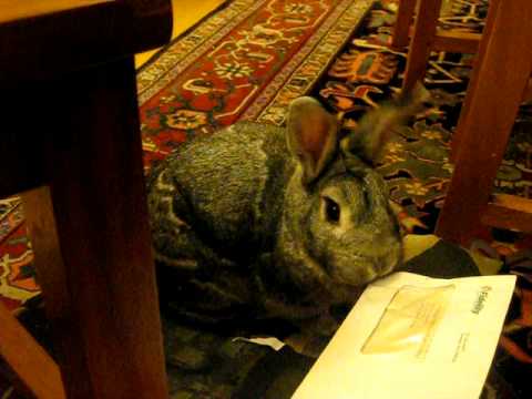 bunny opens letter