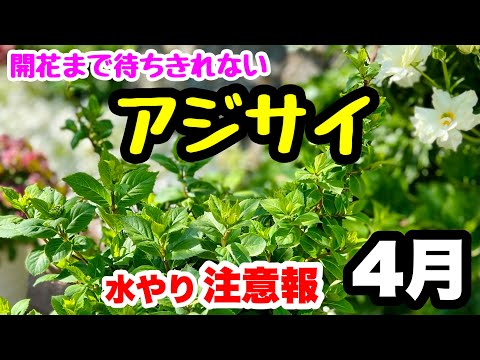 ジェルストロー 寒い冬のプルーンの渇きポットにアジサイに水をやる必要がありますか