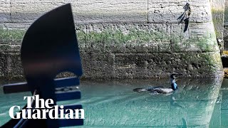 Рибки в каналите във Венеция, делфини край Сардиния