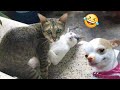Funniest Cats And Dogs Videos 😁 - Best Funny Animal Videos 2024 🥰#8