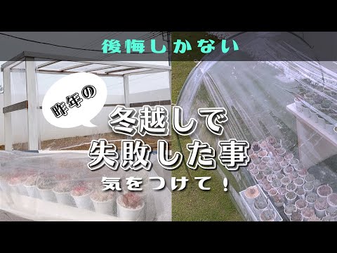 冬に植物を雪から守るにはどうすればよいですか？寒さや霜によるダメージを防ぐ4つのヒント  庭園