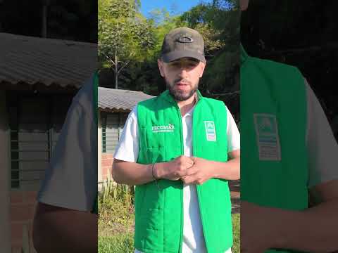 🎥 APÍA: EL CORAZÓN DEL VIENTO Y DEL CAFÉ COLOMBIANO ☕🌬️  #29