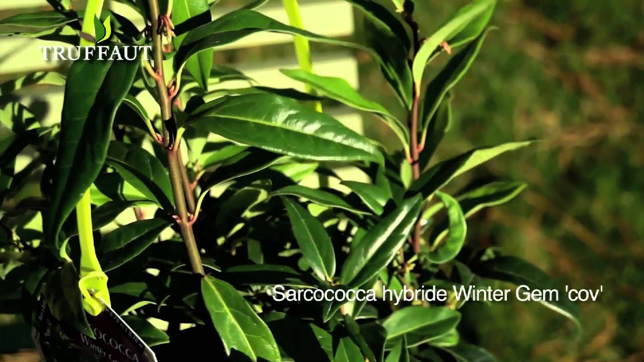 Sarcococca hybride Winter Gem 'cov' - Cultivons l'originalité - Truffaut