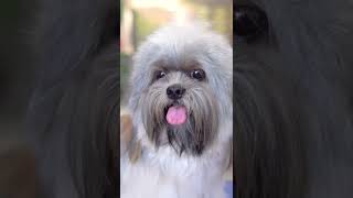 You will see amazing results! ✂️❤️🐶Lhasa apso haircut
