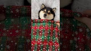 Download lagu Manyu Christmas Special Part 1 | Immersive SPA-ASMR mp3