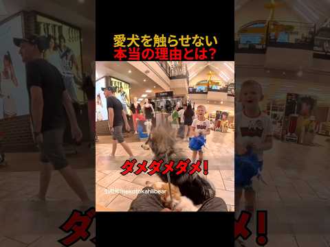 愛犬を触らせない本当の理由とは？#shorts