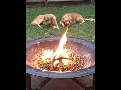 crazy animal photos you won't believe