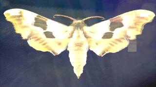 Plaid - Hawkmoth (unofficial capsaicin video)