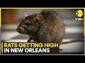 Rats are getting high after eating confiscated Marijuana in New Orleans | WION News - WION Rats are getting high after eating confiscated Marijuana in New Orleans | WION News