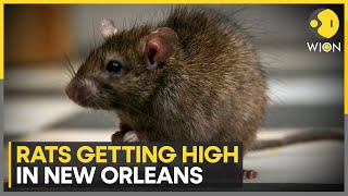 Rats are getting high after eating confiscated Marijuana in New Orleans | WION News
