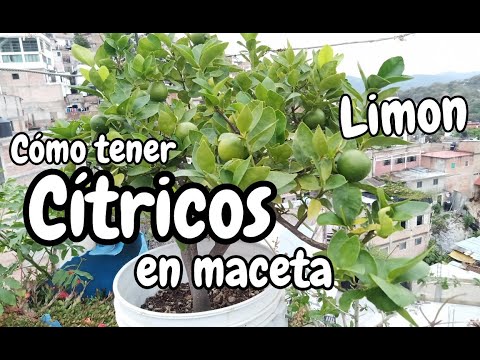 Cómo tener LIMÓN en maceta - Cítricos en maceta
