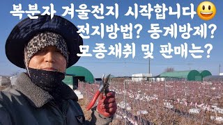 복분자 겨울전지 시작합니다