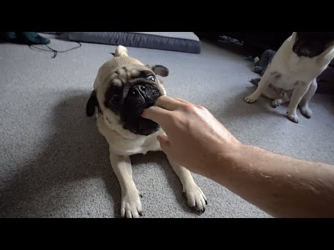 Stanley Is On The Mend!