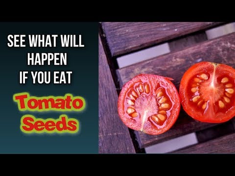 download lagu mp3 mp4 Are Tomato Seeds Bad For You, download lagu Are Tomato Seeds Bad For You gratis, unduh video klip Are Tomato Seeds Bad For You