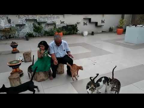 Cat garden in Gandhidham