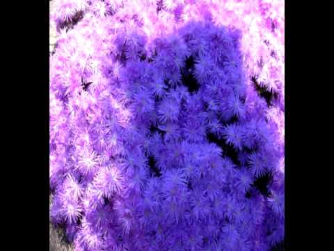 Ultimi della Fila - Digli di no