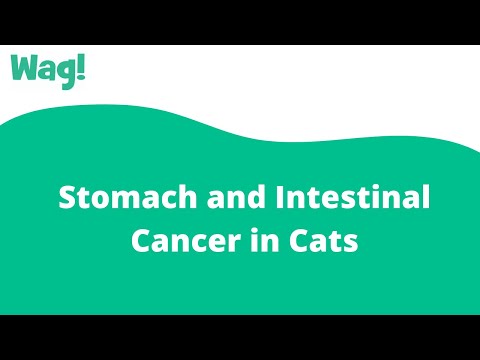 Stomach and Intestinal Cancer in Cats | Wag!