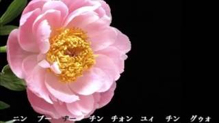 歌ってみた：佳人曲/Beauty Song (Jia Ren Qu) ：アカペラ