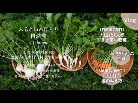 木灰が好きな野菜はどれですか?知っておくべきことはすべて！  庭園