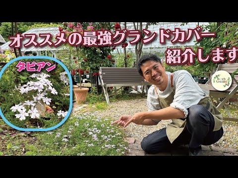 最高の常緑グランドカバー トピックス