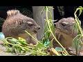 Hyrax Dorsal Gland Explanation Basic