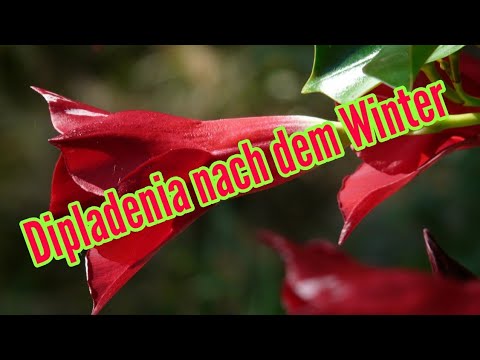 Dipladenia care after wintering, pruning, fertilizing Dipladenia sundaville