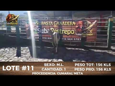 LOTE 11