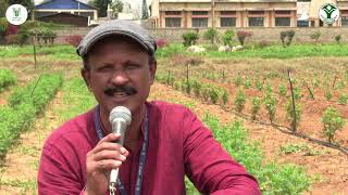 Propagation in ICAR-IIHR's Marigold Hybrids